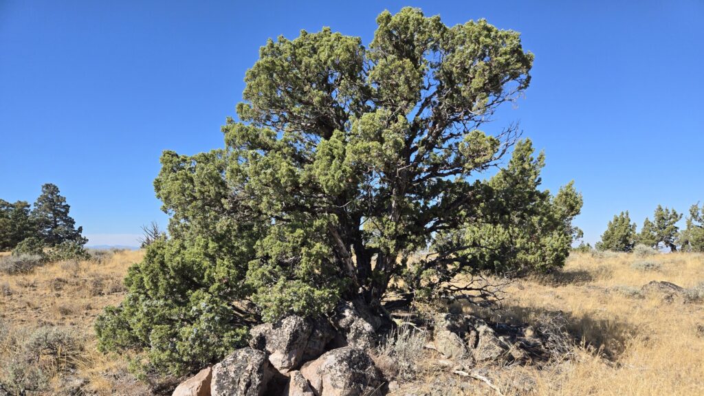 A solitary juniper tree growing out of boulders atop Juniper Butte in Central Oregon.